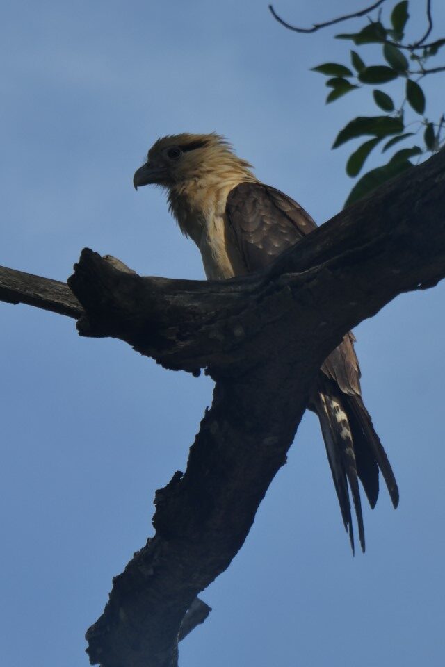 Animals around Cartagena, Colombia – photolog