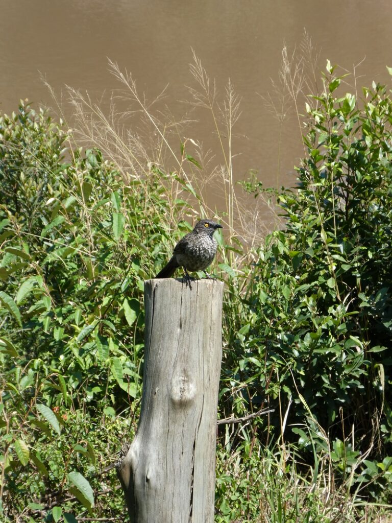 Even more Maasai Mara pics (Kenya) – photolog