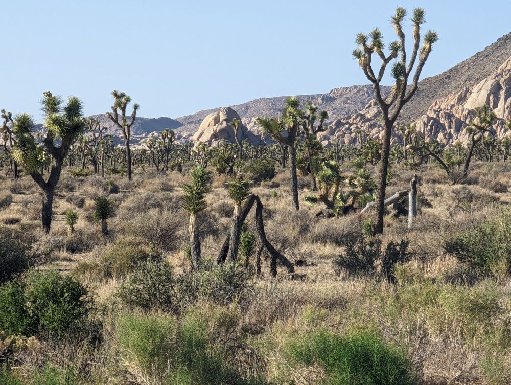 Dr Seuss’s trees in the desert (California)